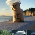 Ita Pet Friendly アパート