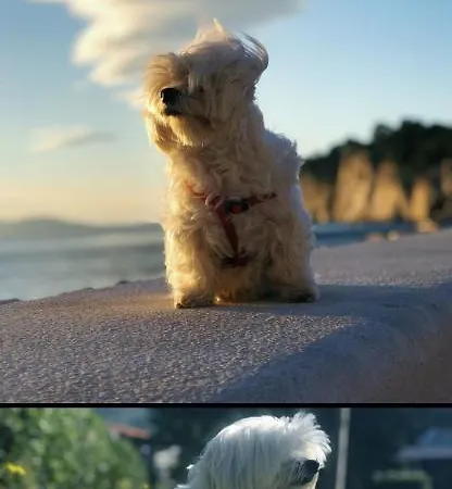 Ita Pet Friendly 아파트