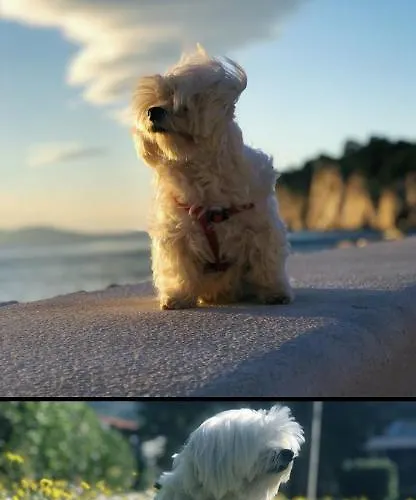 Ita Pet Friendly Lejlighed